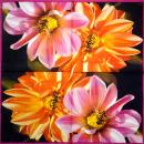 DAAS-001 Dahlia / Asters - 3-ply - Ihr